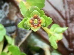 Attēlu rezultāti vaicājumam “Chrysosplenium alternifolium bud”