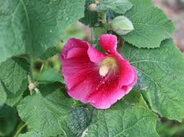 Attēlu rezultāti vaicājumam “Alcea rosea leaf”