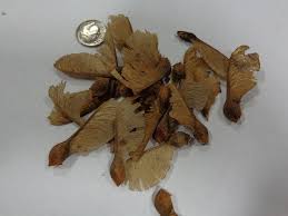 Attēlu rezultāti vaicājumam “Acer pseudoplatanus fo. purpurascens”