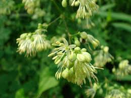 Attēlu rezultāti vaicājumam “Thalictrum minus”