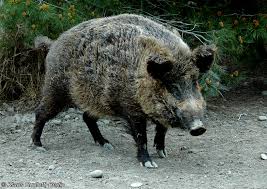 Attēlu rezultāti vaicājumam “Sus scrofa”