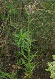 Attēlu rezultāti vaicājumam “Cirsium palustre fruit”