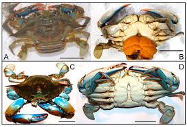 Image result for Callinectes sapidus