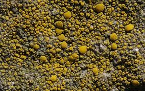 Attēlu rezultāti vaicājumam “Candelariella sp.”