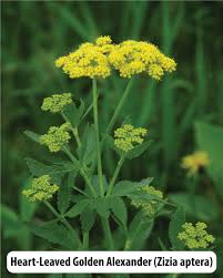 Attēlu rezultāti vaicājumam “Pastinaca sativa subsp. sylvestris flower”