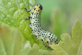 Attēlu rezultāti vaicājumam “Nematus ribesii larva”