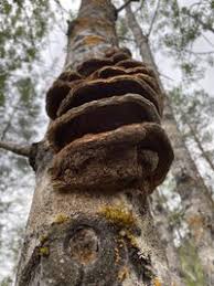 Attēlu rezultāti vaicājumam “Inonotus rheades”