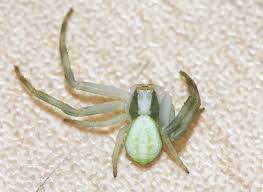 Attēlu rezultāti vaicājumam “Misumena vatia”