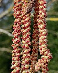 Attēlu rezultāti vaicājumam “Corylus avellana male flower”