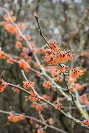 Attēlu rezultāti vaicājumam “Hamamelis vernalis flower”