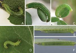 Attēlu rezultāti vaicājumam “Euura brevicornis”