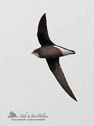 Image result for Hirundapus caudacutus