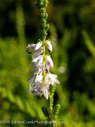 Attēlu rezultāti vaicājumam “Calluna vulgaris flower”