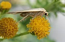 Attēlu rezultāti vaicājumam “Eilema griseola larva”