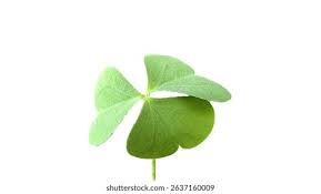 Attēlu rezultāti vaicājumam “Trifolium repens leaf”