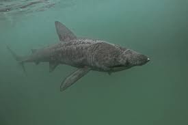 Image result for Cetorhinus maximus