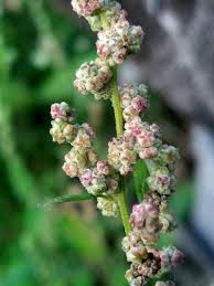 Image result for Chenopodium album