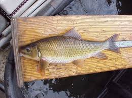 Image result for Moxostoma erythrurum