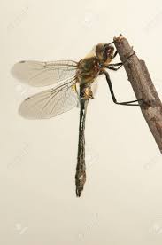 Attēlu rezultāti vaicājumam “Cordulia aenea”