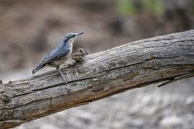 Attēlu rezultāti vaicājumam “Sitta europaea nest”