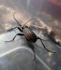 Attēlu rezultāti vaicājumam “Carabus clathratus”