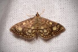 Attēlu rezultāti vaicājumam “Anania stachydalis”