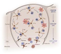 Image result for Thymus
