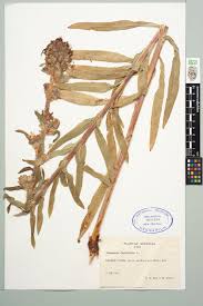 Attēlu rezultāti vaicājumam “Campanula cervicaria”