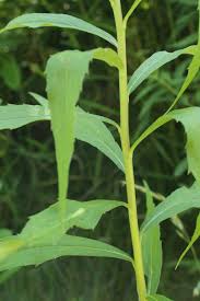 Attēlu rezultāti vaicājumam “Solidago canadensis leaf”