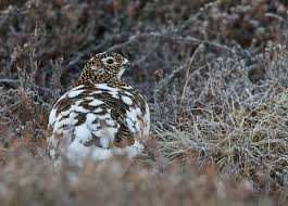 Attēlu rezultāti vaicājumam “Lagopus lagopus female”