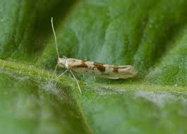 Attēlu rezultāti vaicājumam “Argyresthiidae”