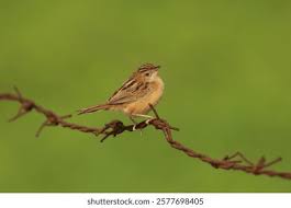 Image result for Cisticola juncidis
