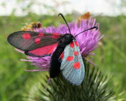 Attēlu rezultāti vaicājumam “Zygaena lonicerae larva”