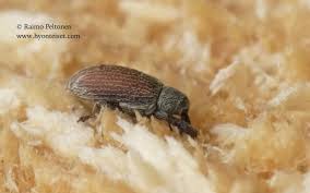 Attēlu rezultāti vaicājumam “Brachonyx pineti”