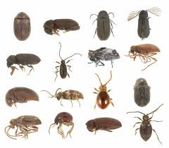 Attēlu rezultāti vaicājumam “Ptinus sp. male”