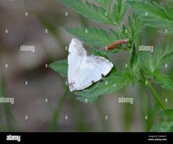 Attēlu rezultāti vaicājumam “Lomographa bimaculata”