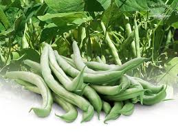 Image result for Buschbohnen