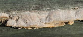 Attēlu rezultāti vaicājumam “Gloeophyllum trabeum”