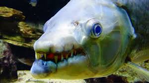 Image result for Goliath Tigerfish