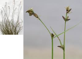 Attēlu rezultāti vaicājumam “Carex loliacea”