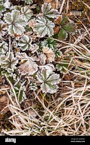 Attēlu rezultāti vaicājumam “Geranium pusillum leaf”