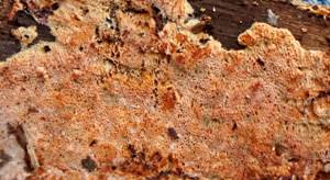 Attēlu rezultāti vaicājumam “Ceriporia viridans”