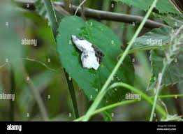 Attēlu rezultāti vaicājumam “Mesoleuca albicillata”