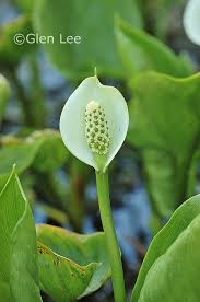 Attēlu rezultāti vaicājumam “Calla palustris leaf”