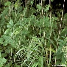 Attēlu rezultāti vaicājumam “Brachypodium sylvaticum leaf”