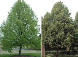 Attēlu rezultāti vaicājumam “Tilia”