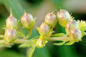 Attēlu rezultāti vaicājumam “Linaria vulgaris fruit”