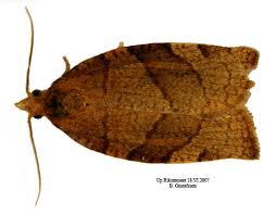 Attēlu rezultāti vaicājumam “Pandemis cerasana”