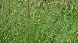 Attēlu rezultāti vaicājumam “Festuca altissima”