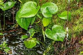 Attēlu rezultāti vaicājumam “Calla palustris leaf”